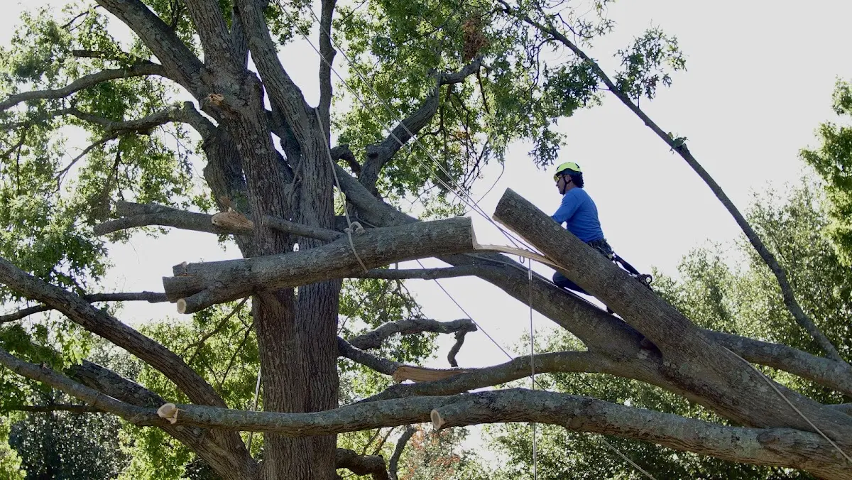 Professional Crown Thinning performed by certified arborists in Gilberts