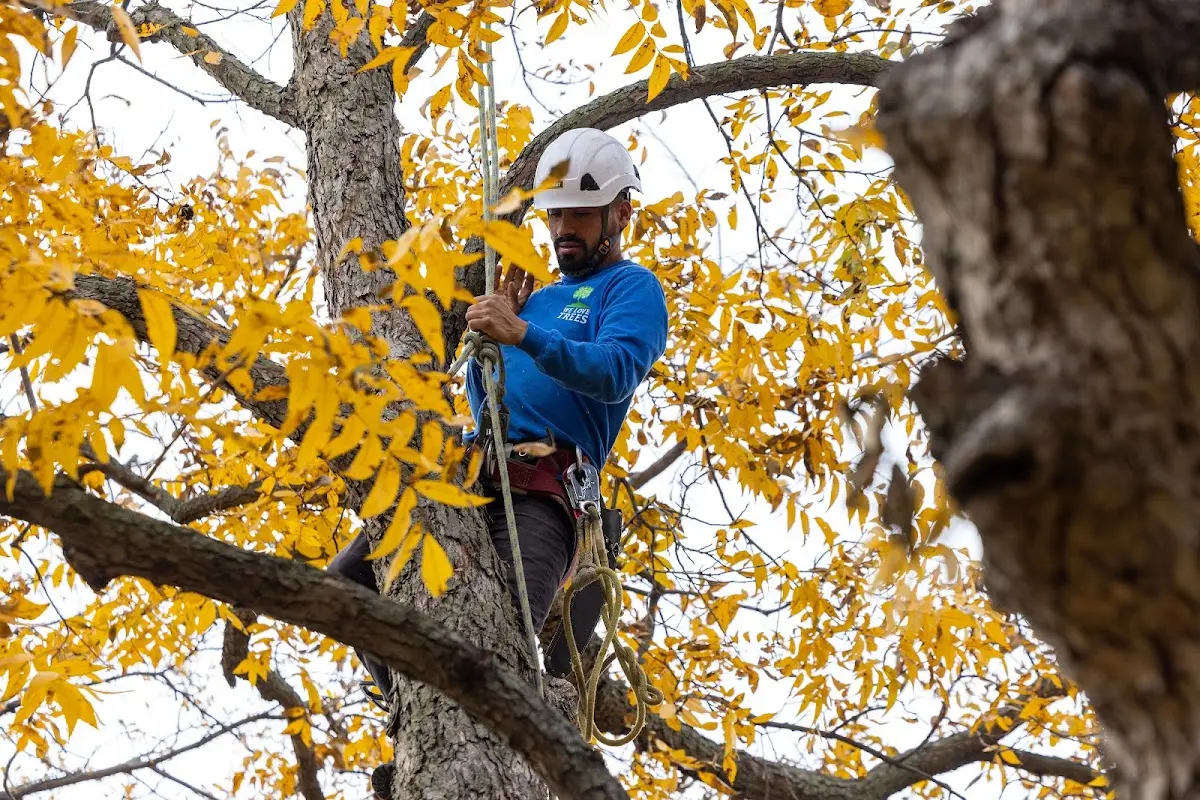 Skilled Tree Trimming crew working in Gilberts